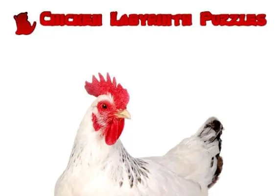 Chicken Labyrinth Puzzles EN — Steam, Standard