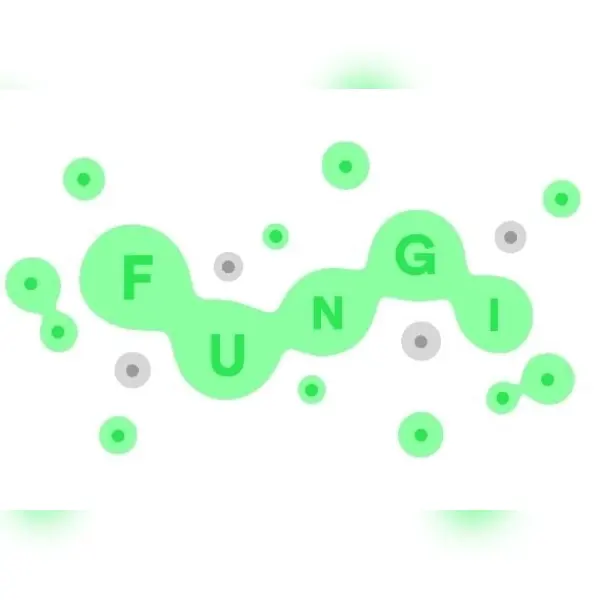 Fungi — Steam, Standard