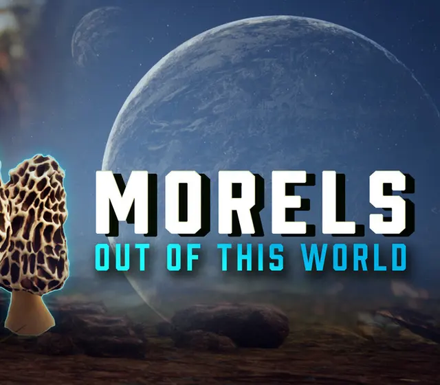Morels: Out of this World — Steam, Standard