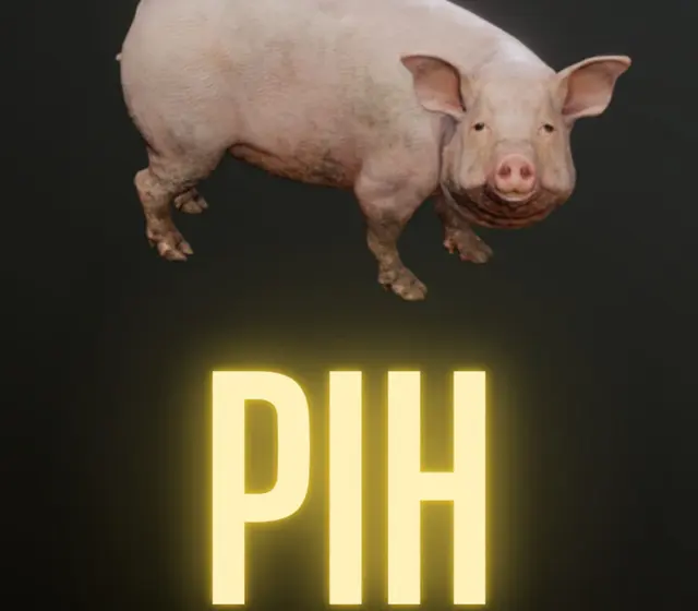Pih — Steam, Standard