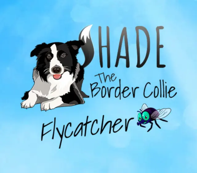 SHADE The Border Collie Flycatcher — Steam, Standard